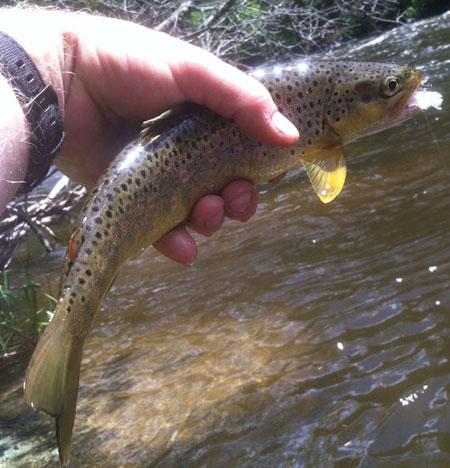 Blackfoot River Fishing Report - 3/9