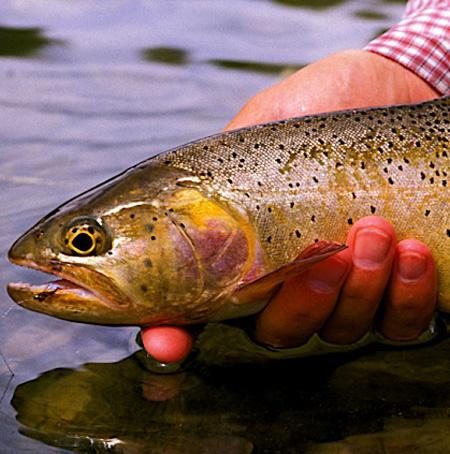 Blackfoot River Fishing Report - 3/14