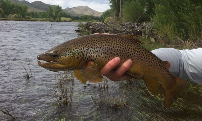 Blackfoot River Fishing Report 3/12