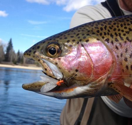 Clark Fork River Fishing Report - 3/9