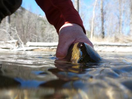 Clark Fork River Fishing Report - 5/21