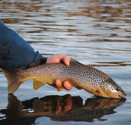 Bitterroot River Montana Fishing Report by The Perfect Fly Store