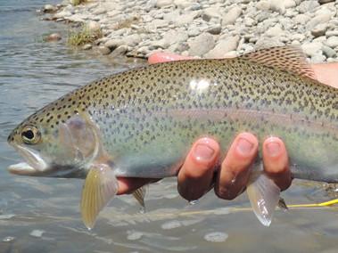 Blackfoot River Fishing Report - 7/31