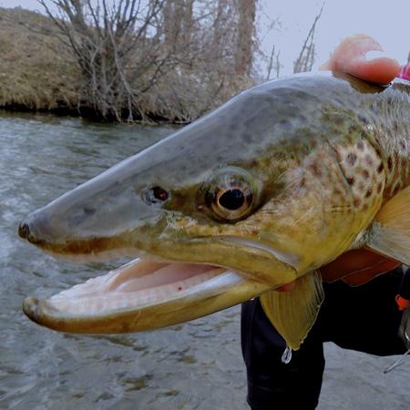 Clark Fork River Fishing Report - 7/24