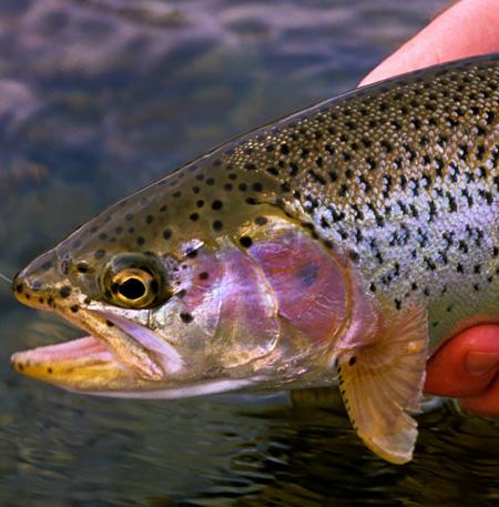Rock Creek Fishing Report - 3/18